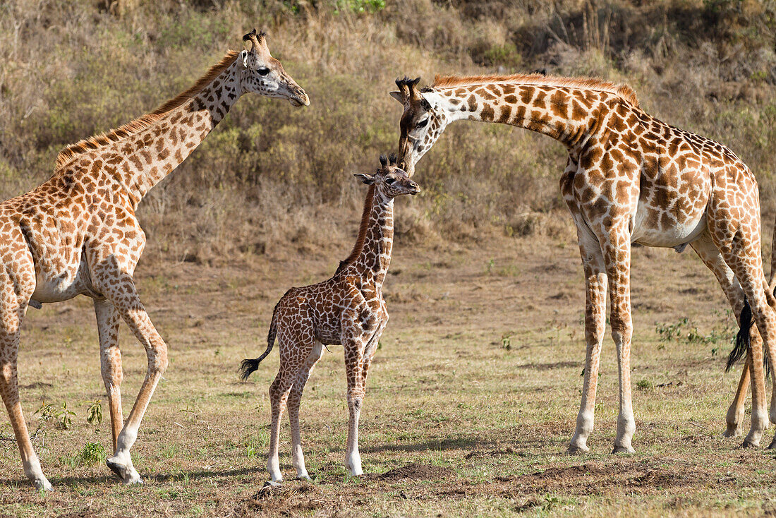 Massaigiraffen mit Jungem, Giraffa camelopardalis, Arusha Nationalpark, Tansania, Ostafrika, Afrika