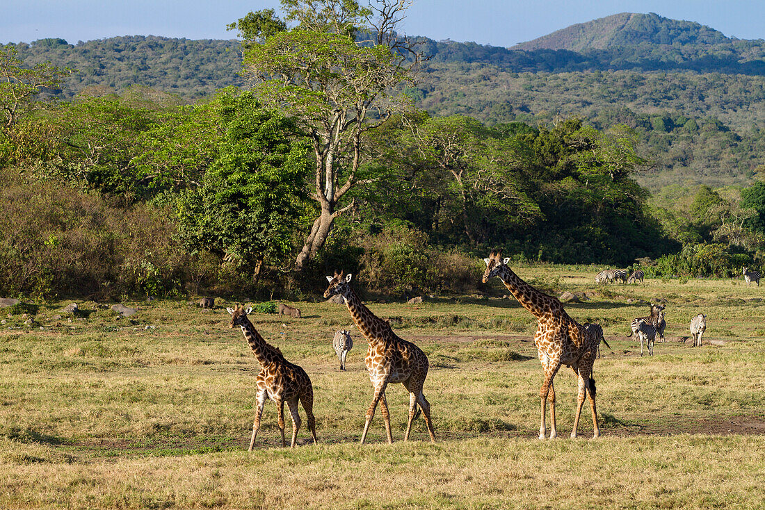 Massai Giraffes, Giraffa camelopardalis and Zebras, Equus quagga, Little Serengeti, Arusha National Park, Tanzania, East Africa, Africa