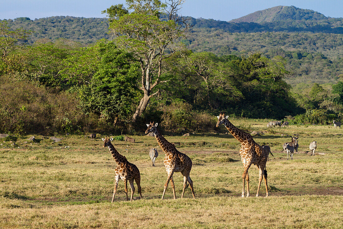 Massaigiraffen, Giraffa camelopardalis und Zebras, Equus quagga, Little Serengeti, Arusha Nationalpark, Tansania, Ostafrika, Afrika