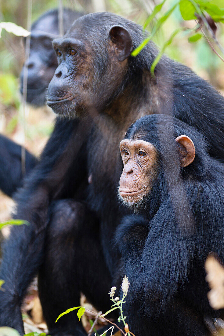 Chimpanzees, Pan troglodytes, Mother and young chimpanzee, Mahale Mountains National Park, Tanzania, East Africa, Africa