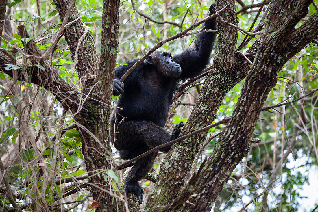 Schimpanse, Männchen klettert in Regenwald-Baum, Pan troglodytes, Mahale Mountains Nationalpark, Tansania, Ostafrika, Afrika