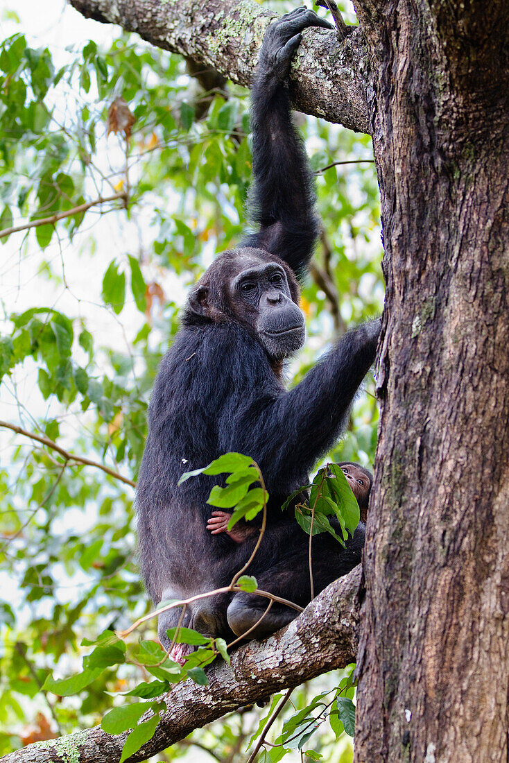 Schimpansen, Mutter mit Baby klettert in Baum, Pan troglodytes, Mahale Mountains Nationalpark, Tansania, Ostafrika, Afrika