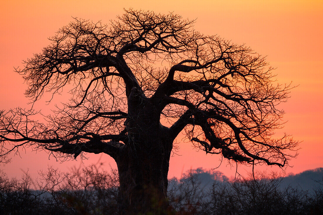 Afrikanischer Affenbrotbaum in der Morgendämmerung, Baobab, Adansonia digitata, Ruaha Nationalpark, Tansania, Afrika