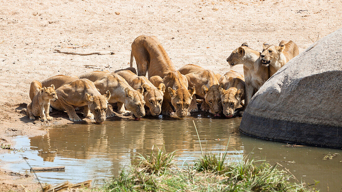 Afrikanische Löwen beim Trinken am Wasserloch, Weibchen, Panthera leo, Ruaha Nationalpark, Tansania, Ostafrika, Afrika