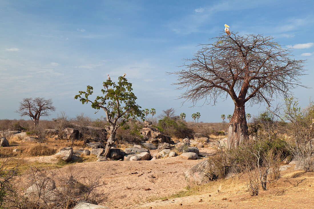 Baobab with white pelican, Ruaha National Park, Tanzania, East Africa, Africa