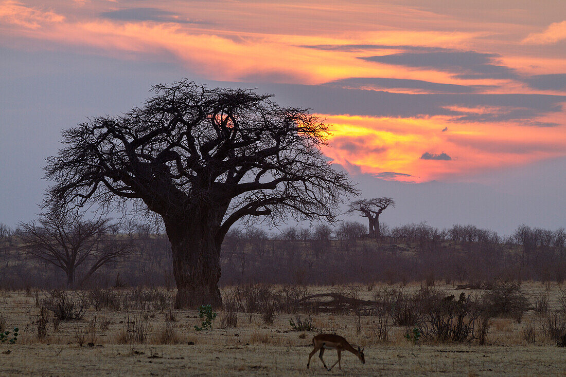 Afrikanischer Affenbrotbaum bei Sonnenaufgang, Baobab, Adansonia digitata, Ruaha Nationalpark, Tansania, Afrika