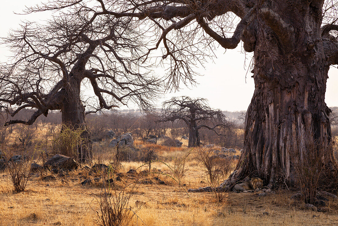 African Lion male sleeping under Baobab Tree, Panthera leo, Ruaha National Park, Tanzania, East Africa, Africa