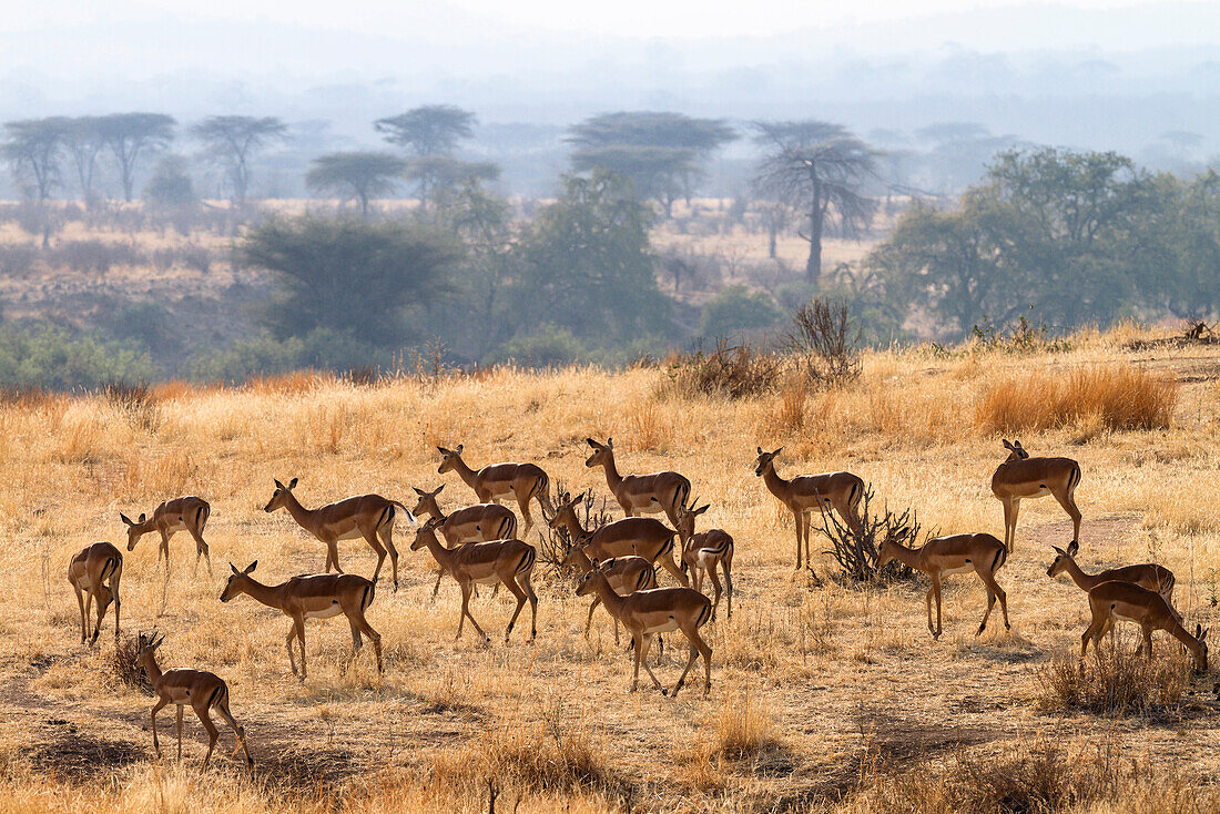 Impala-Antilopen, Aepiceros melampus, Ruaha Nationalpark, Tansania, Ost-Afrika, Afrika