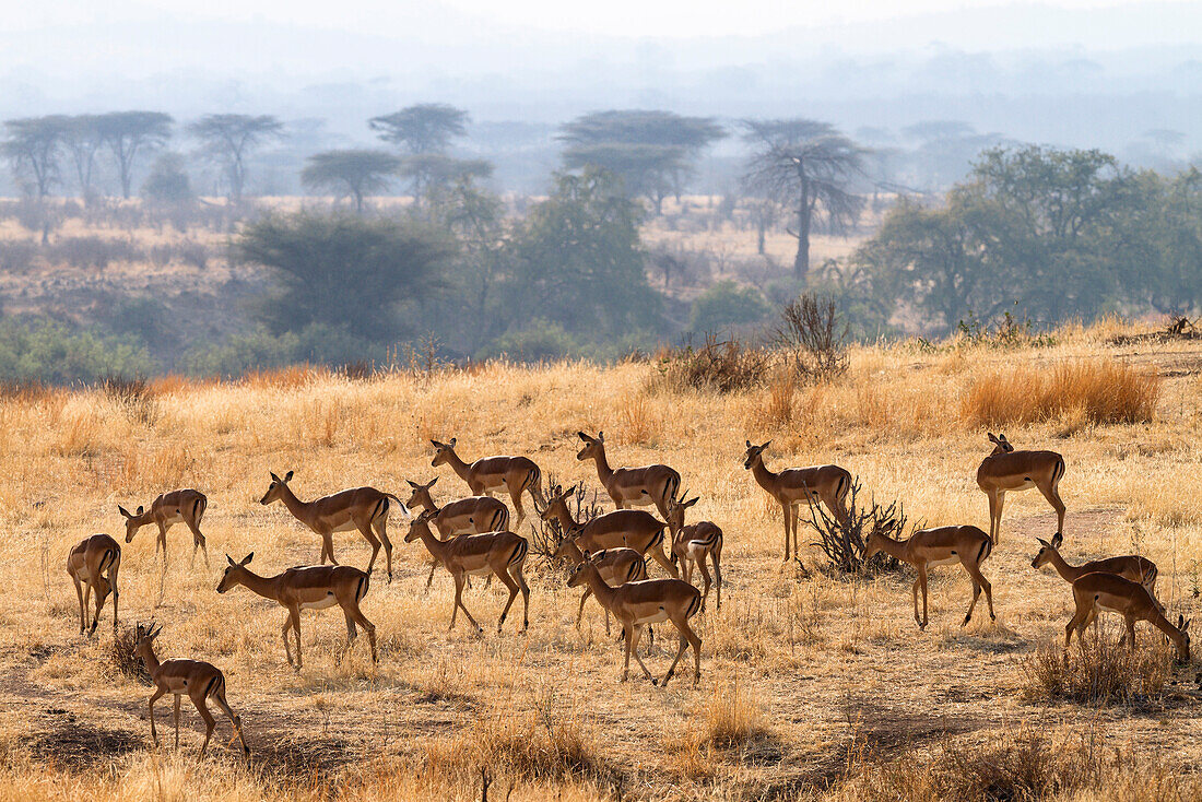 Impalas, Aepiceros melampus, Ruaha National Park, Tanzania, East Africa, Africa