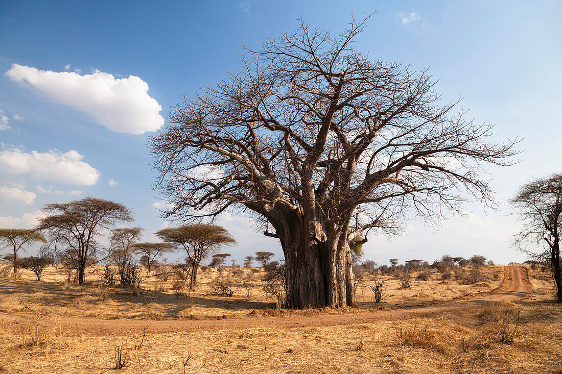 African Baobab, Adansonia digitata, Ruaha National Park, Tanzania, Africa