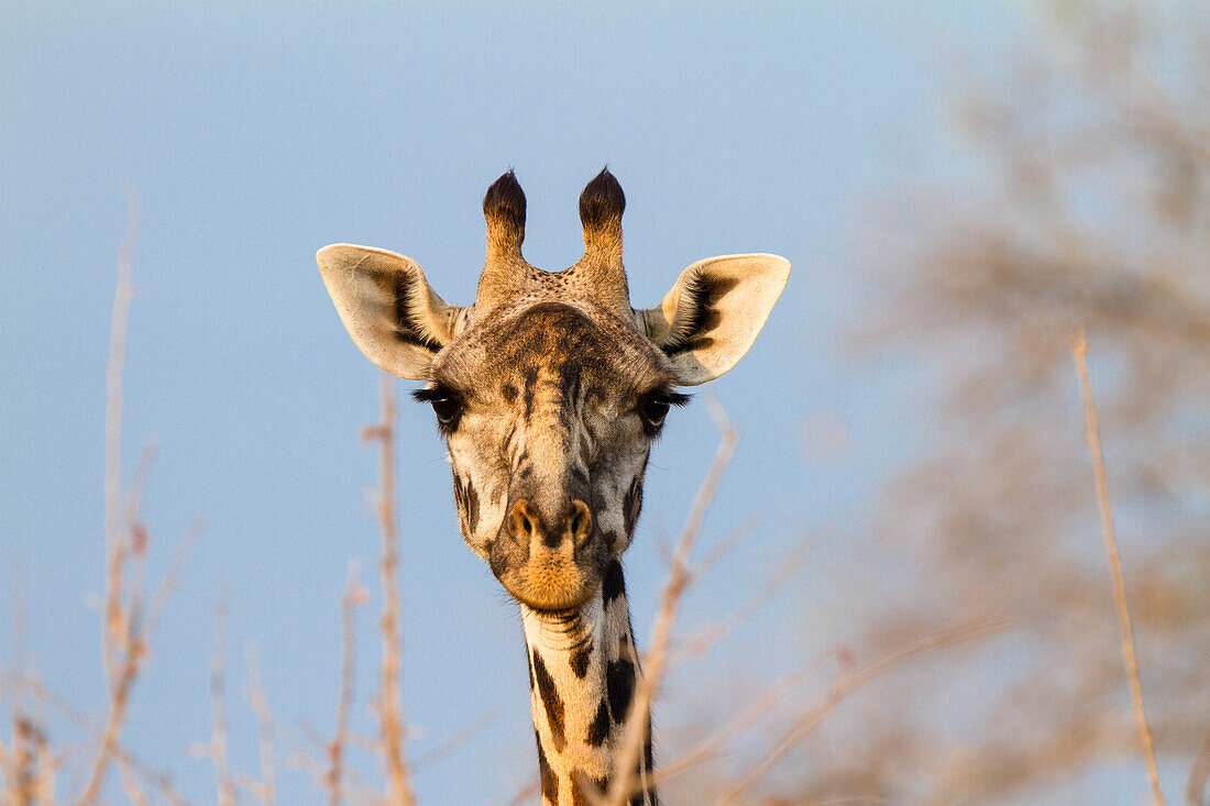 Massai Giraffe eating Acacia, Ruaha National Park, Tanzania, East Africa, Africa