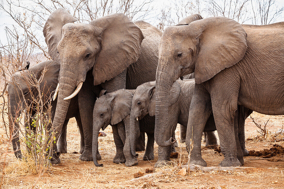 African Elephants with cubs, Loxodonta africana, Ruaha National Park, Tanzania, East Africa, Africa