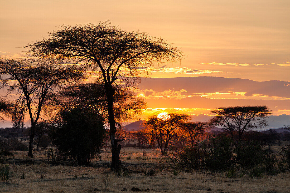 Sonnenaufgang im Ruaha Nationalpark, Akazien, Tansania, Ost-Afrika, Afrika