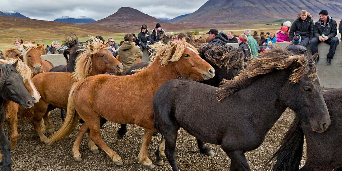 Annual Horse Round Up-Laufskalarett, Skagafjordur, Iceland Farmers keep up a long tradition of letting their horses roam around freely in the commons during the summer  Every autumn horses are rounded up and sorted