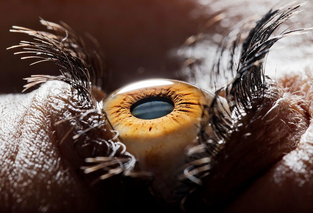 Auge, Farbe, Hornhaut, Iris, Konzept, Körper, Makro, menschlich, Nahaufnahme, Schauen, Sehen, Vision, YX7-1745582, AGEFOTOSTOCK 