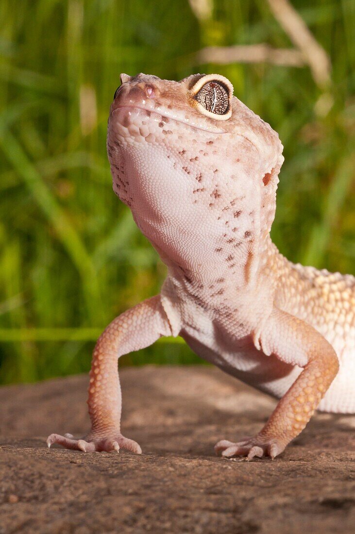 Leopard gecko, Eublepharis macularius, native to deserts of Southern Central Asia