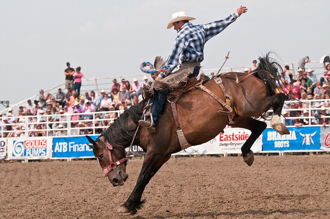 Cowboy, saddle bronc riding, Strathmore Heritage Days, Rodeo, Strathmore, Alberta, Canada