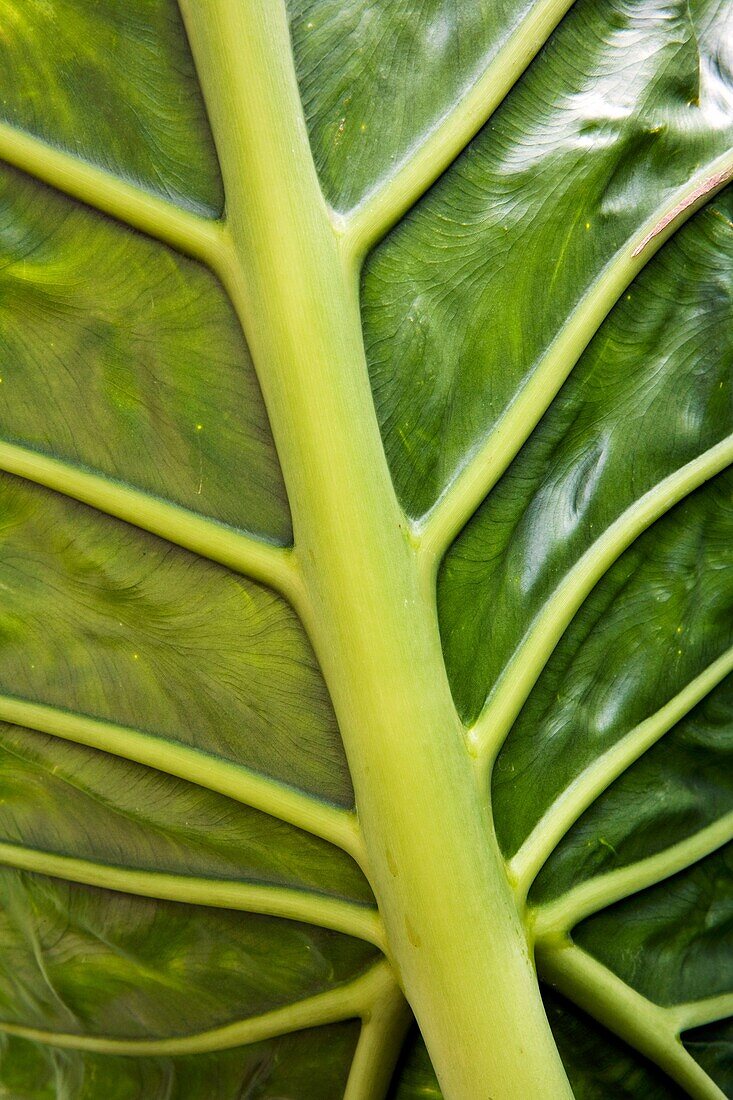 Close-up of Palm Leaf - North Carolina Arboretum - Asheville, North Carolina USA