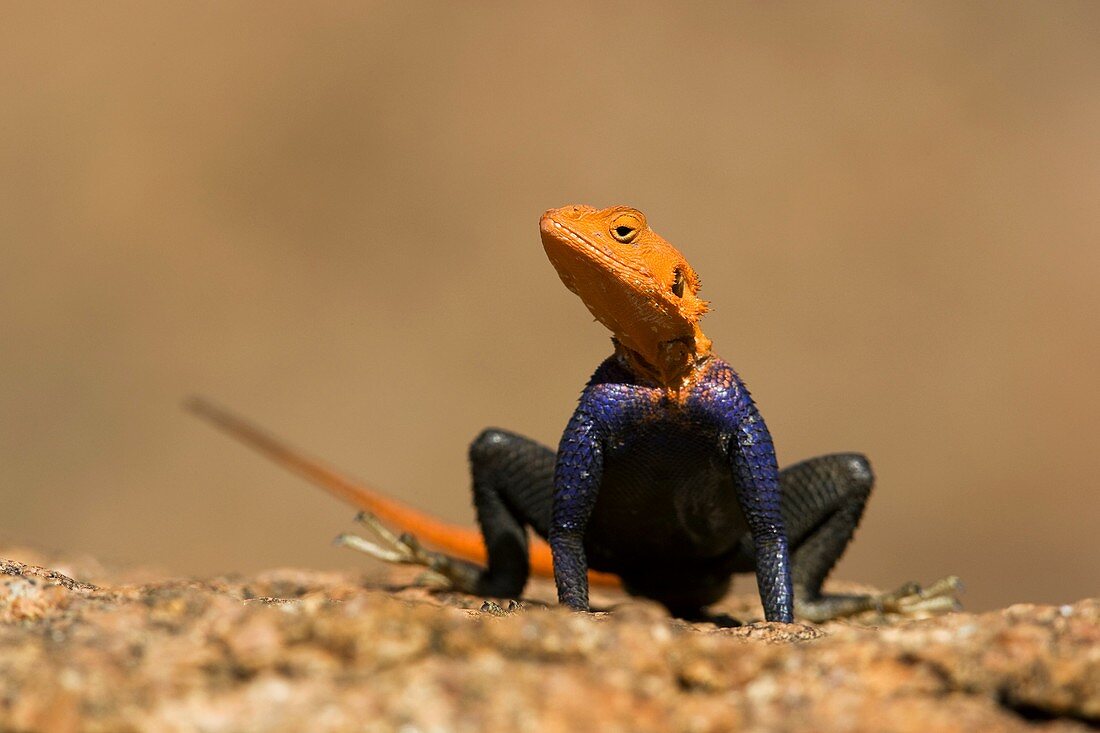 Agama Lizard Male - Mowani Mountain Camp - Twyfelfontein, Damaraland, Namibia, Africa