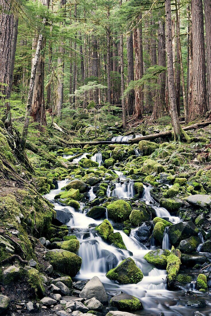 Creek near Sol Duc Falls, Olympic National Park, near Port Angeles, Washington, USA