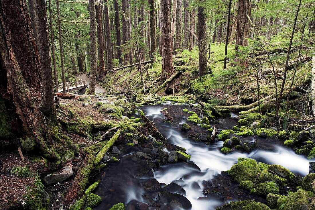 Creek near Sol Duc Falls, Olympic National Park, near Port Angeles, Washington, USA