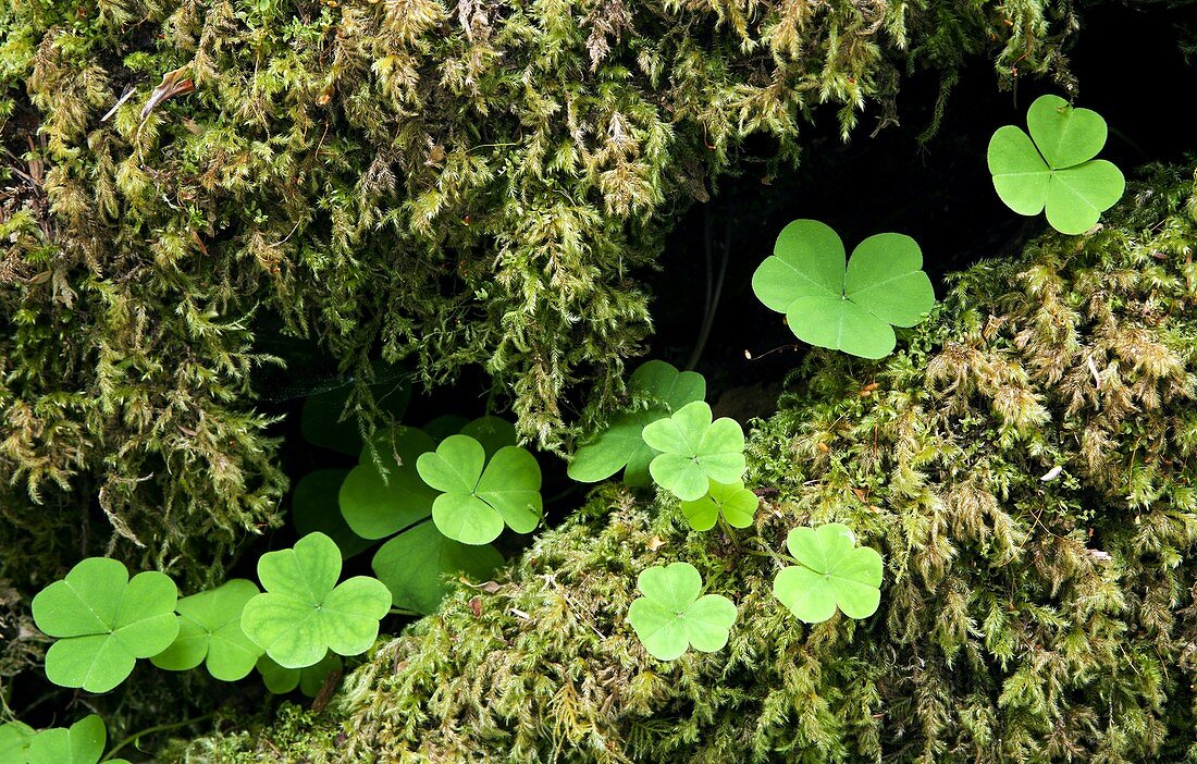 Redwood Sorrel, Hoh Rainforest, Olympic National Park, near Forks, Washington, USA