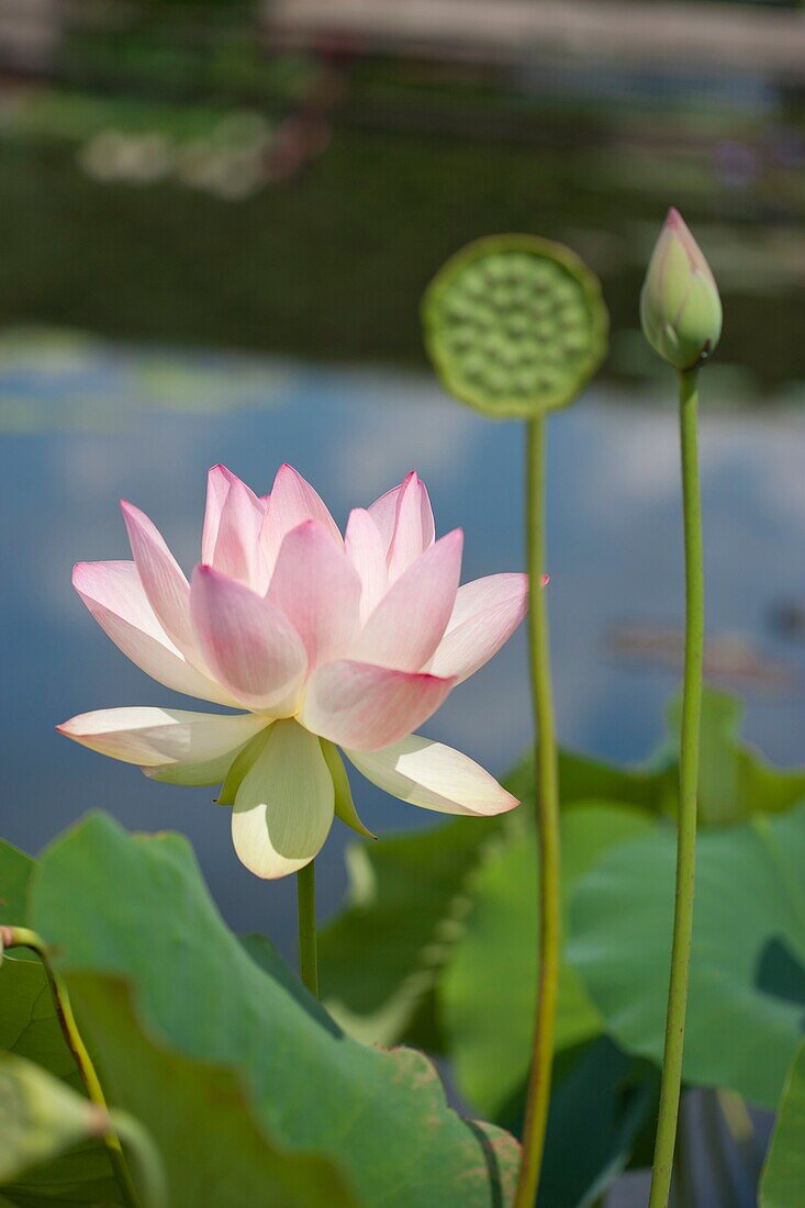 Three stages of a Lotus flower