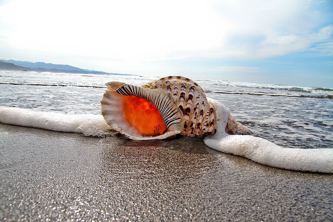 Shell in at beach, Ataltic Ocean, Asturias, Spain