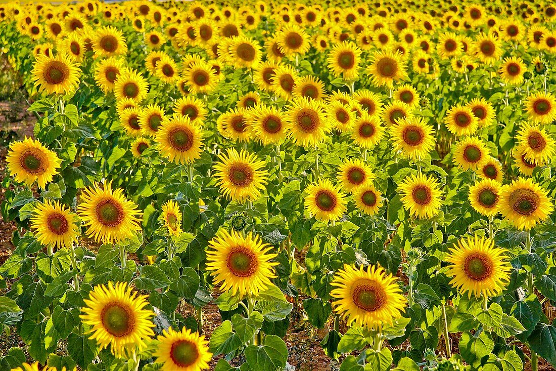 Sunflowers field, Castile and Leon, Spain