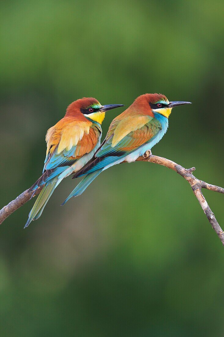 European Bee-eater Merops apiaster pair perched on branch  Lleida  Catalonia  Spain