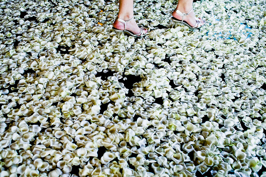Woman in High Heel Shoes Walking on White Flower Petals