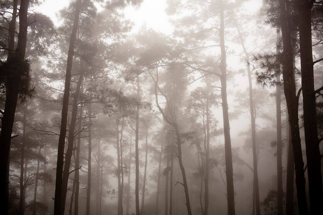 Morning Mist in Forest, Tam Dao, Vietnam, Asia