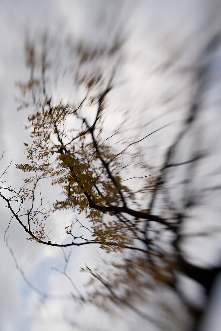 Blurred Branches, Abstract