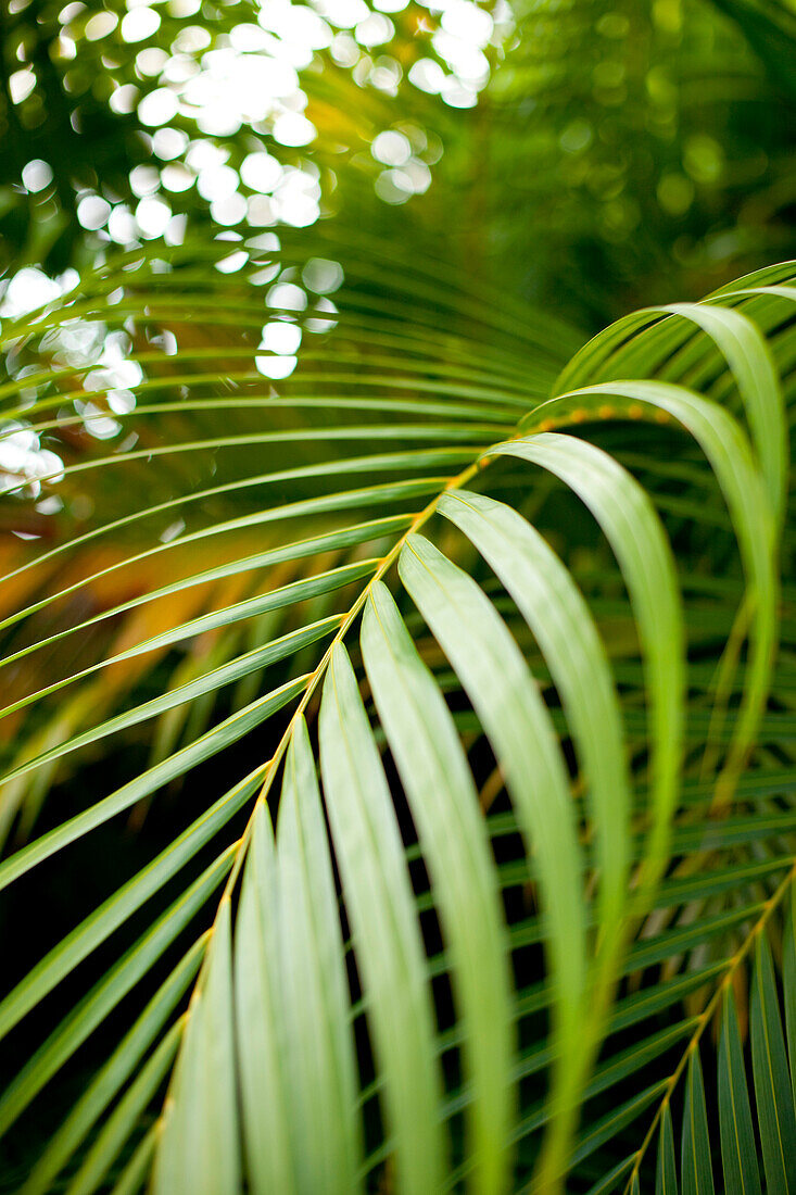 Green Palm Leaf