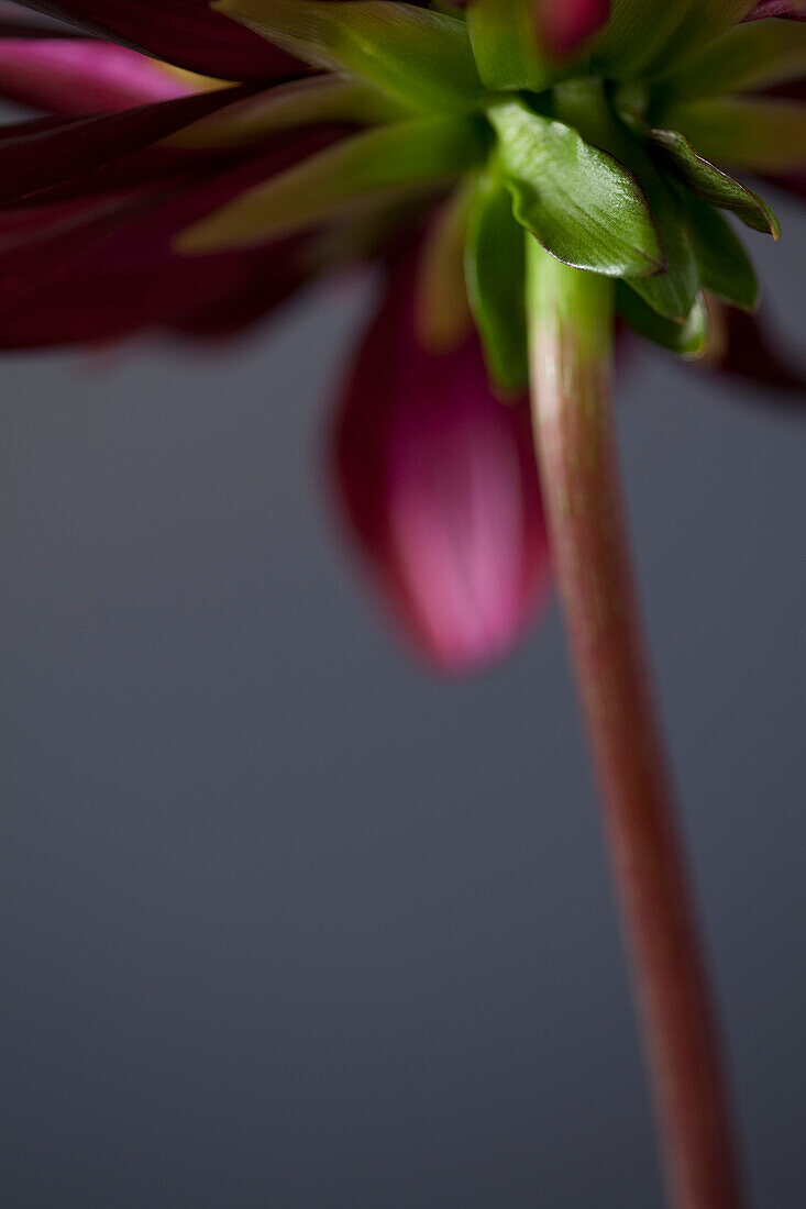 Purple Dahlia Flower and Stem