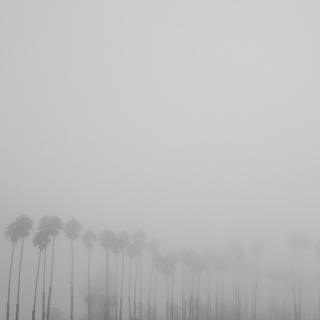 Row of Palm Trees in Fog