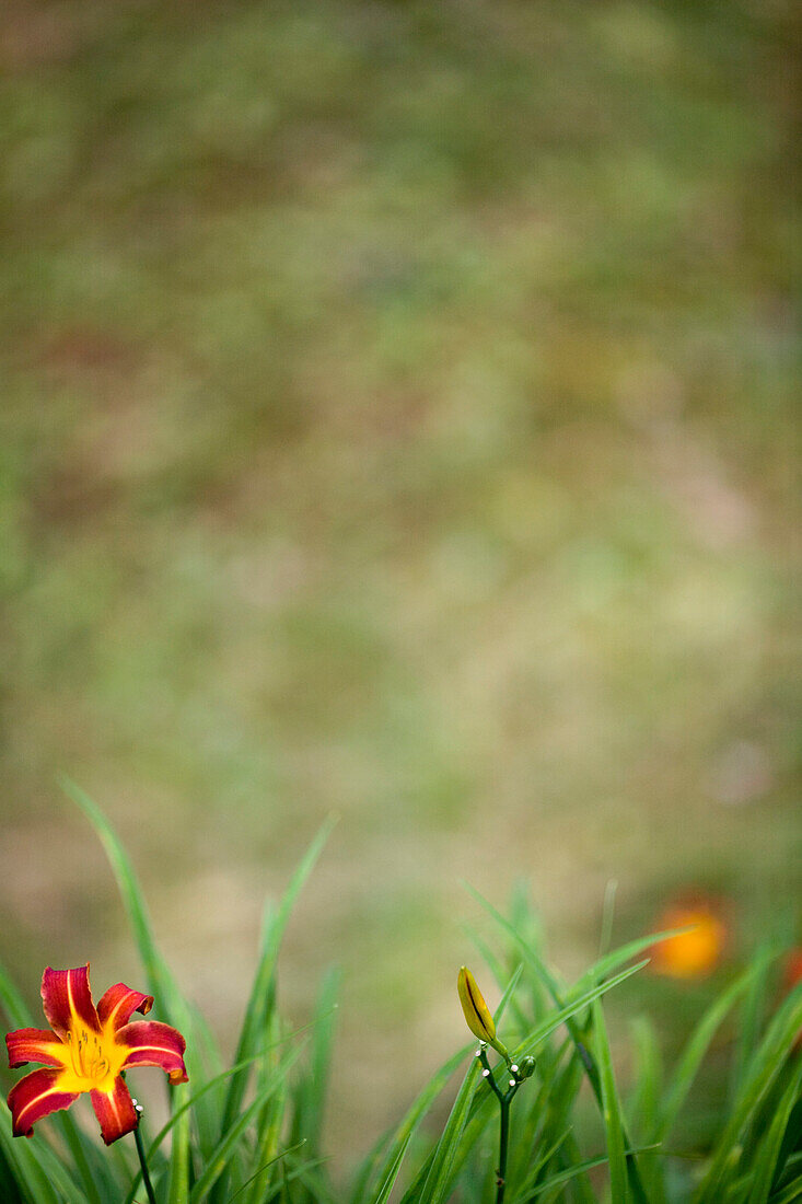 Blooming Day Lily