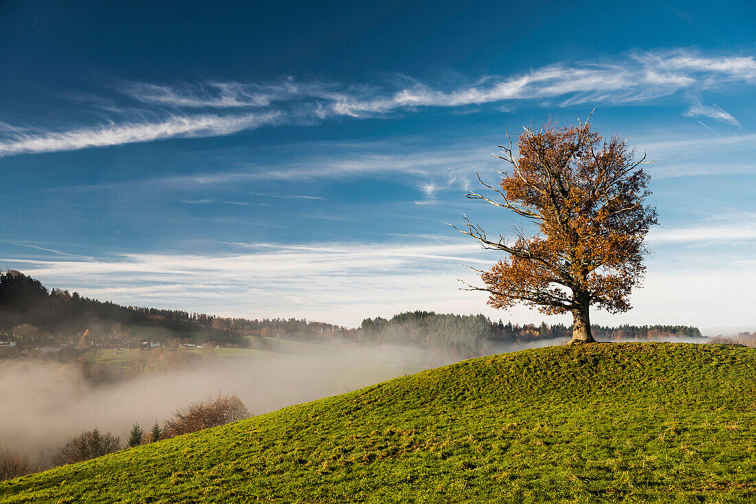 Herbstlich verfärbte Eiche mit Sonne und Nebel, Horben, Nähe Freiburg im Breisgau, Schwarzwald, Baden-Würtemberg, Deutschland