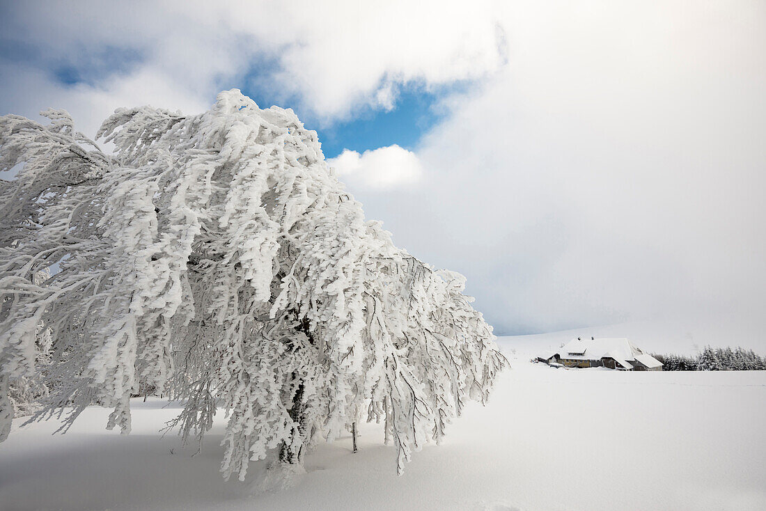 Schneebedeckte Buchen und Bauernhof, Schauinsland, nahe Freiburg im Breisgau, Schwarzwald, Baden-Württemberg, Deutschland