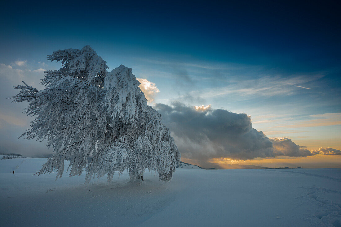 Schneebedeckte Buchen, Sonnenuntergang, Schauinsland, nahe Freiburg im Breisgau, Schwarzwald, Baden-Württemberg, Deutschland