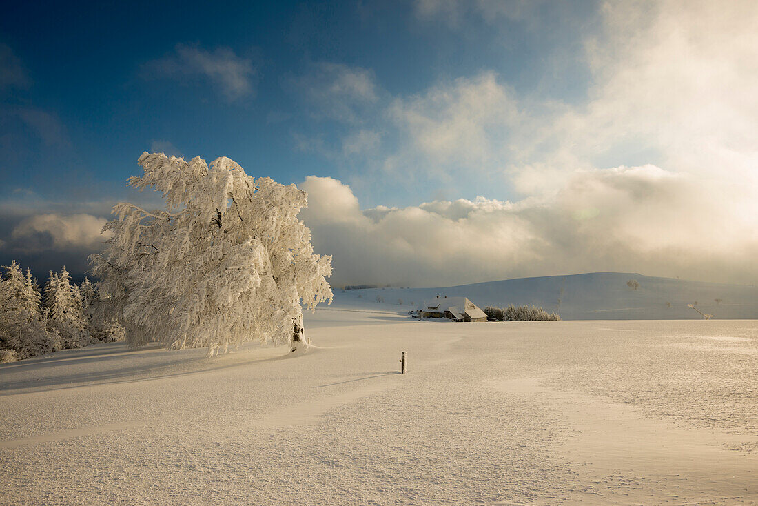 Snow covered trees and farm, Schauinsland, near Freiburg im Breisgau, Black Forest, Baden-Wuerttemberg, Germany