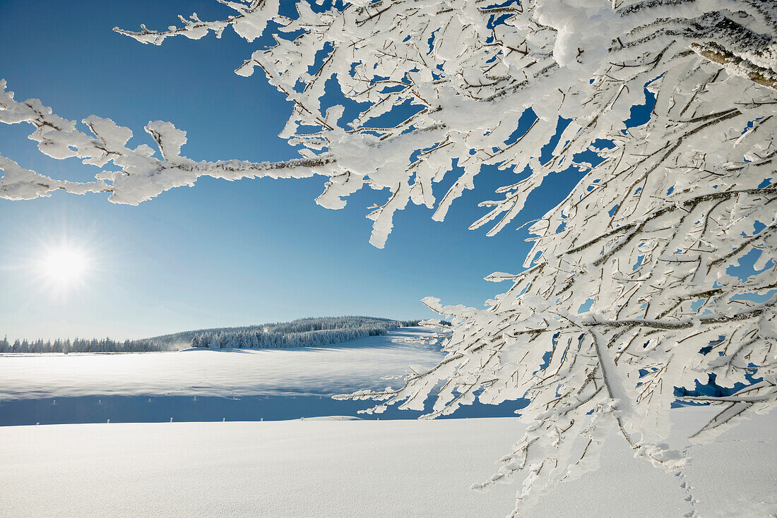 Schneebedeckte Äste einer Buche, Schauinsland, nahe Freiburg im Breisgau, Schwarzwald, Baden-Württemberg, Deutschland