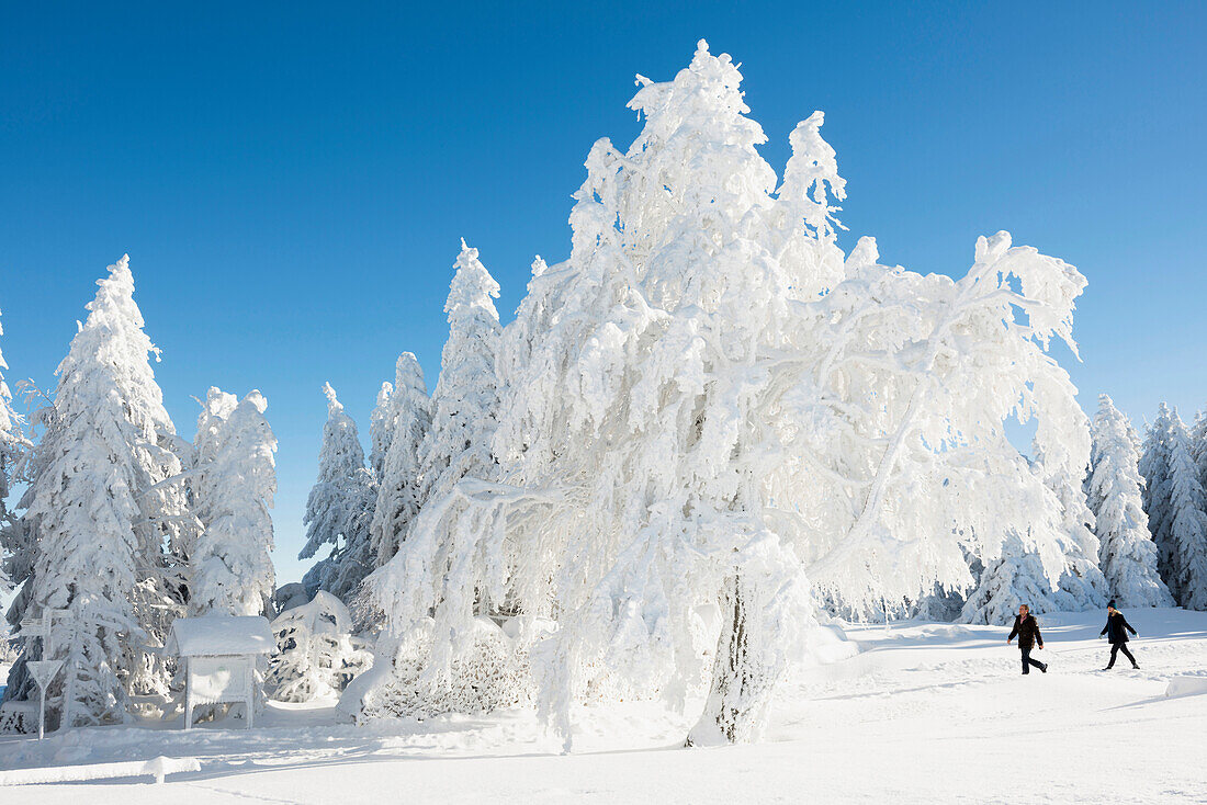 Snow covered trees and hiker, Schauinsland, near Freiburg im Breisgau, Black Forest, Baden-Wuerttemberg, Germany