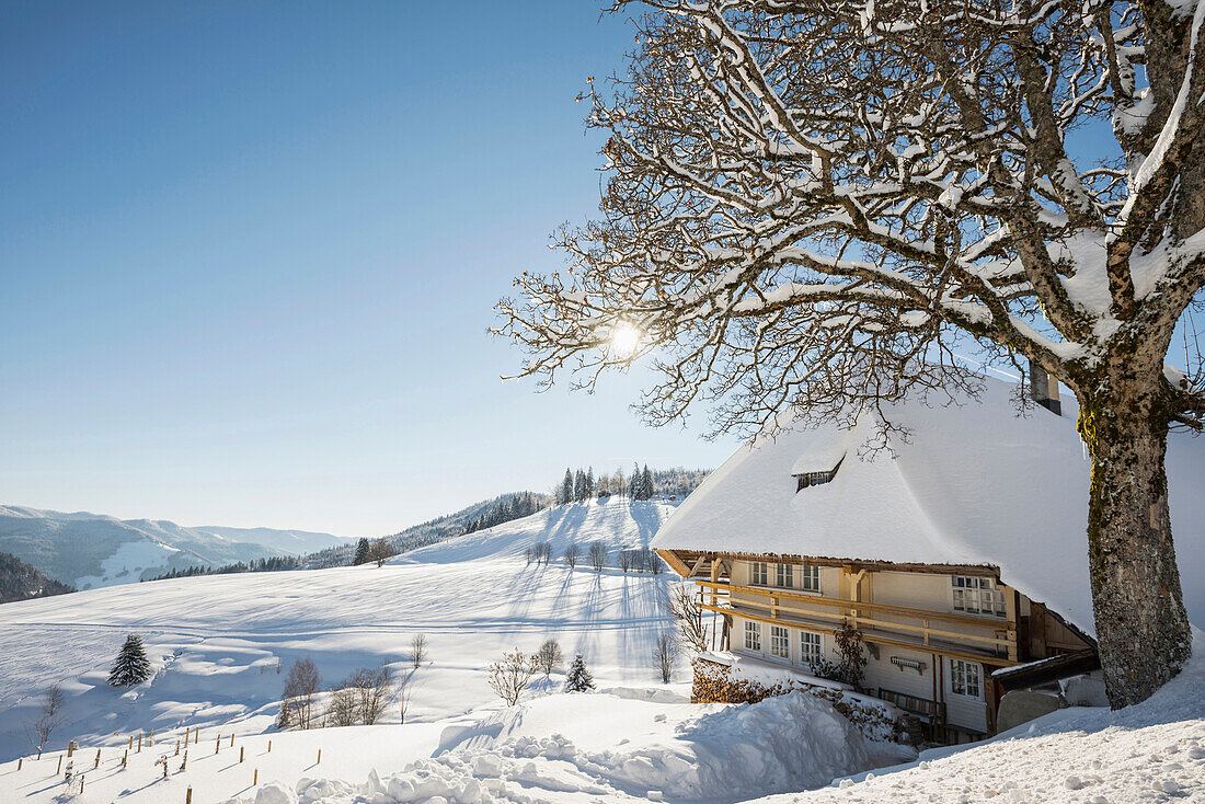 Schneebedeckter Hof mit einem Holzhaus und Baum, Muggenbrunn, nahe Todtnau, Schwarzwald, Baden-Württemberg, Deutschland