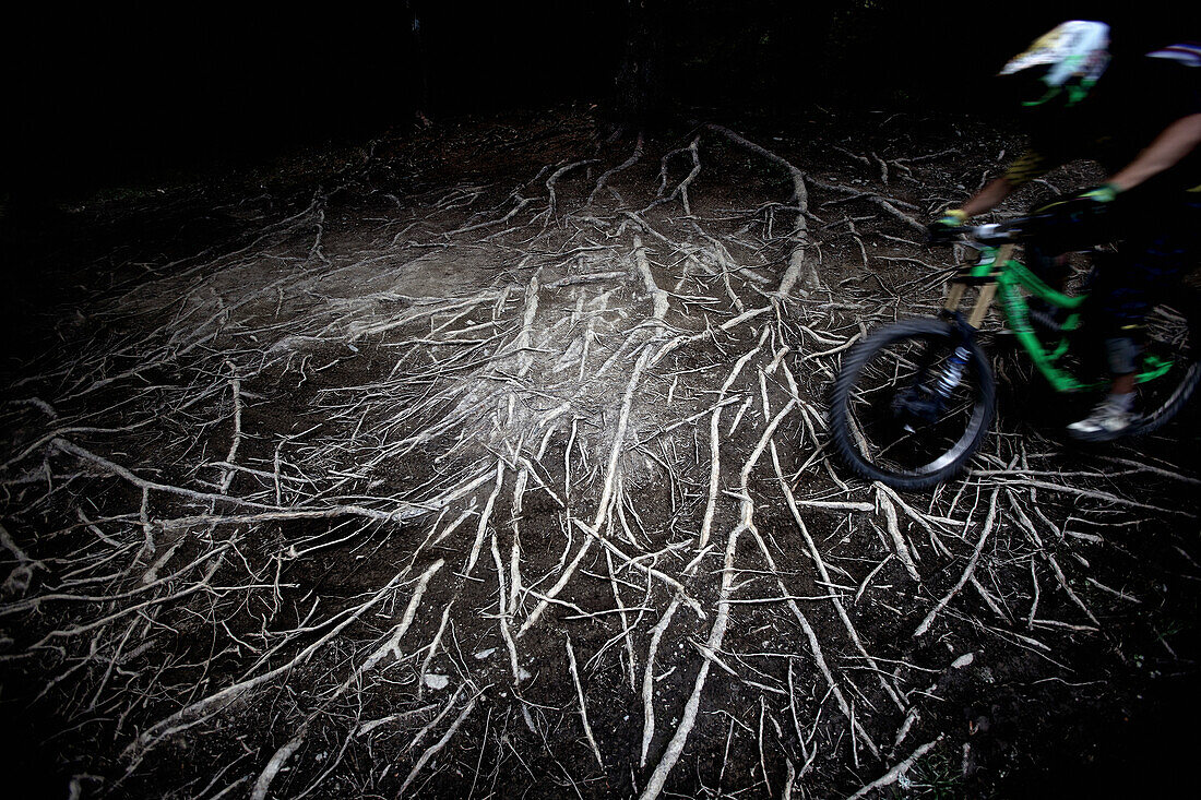 Freeride Mountainbiker fährt über Wurzeln in einem Wald, Chatel, Haute-Savoie, Frankreich