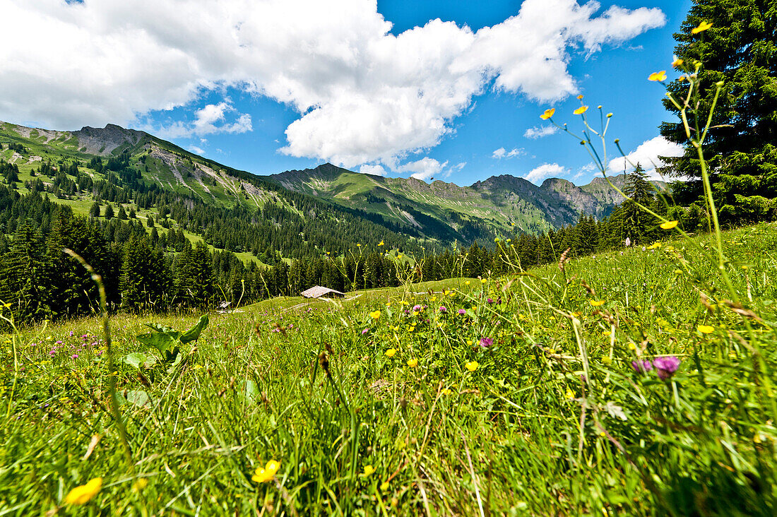 aApine meadow and mountains near Gstaad, bernese Oberland, Swiss, Europe