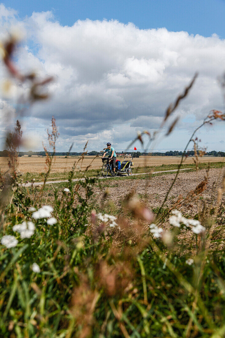 Mann radelt mit einem Kinderanhänger auf einem Feldweg, Altefähr, Insel Rügen, Mecklenburg-Vorpommern, Deutschland