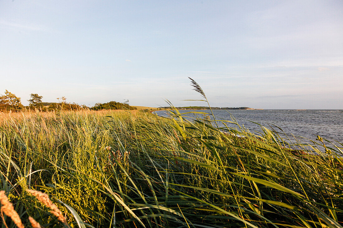 Bay with reed, Baltic Sea, near Neu Reddevitz, Island of Ruegen, Mecklenburg West-Pomerania, Germany