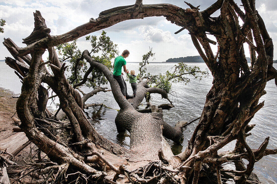 Vater und Sohn (2 Jahre) spielen auf einem Baum am Ostseeufer, Muglitz, Insel Rügen, Mecklenburg-Vorpommern, Deutschland