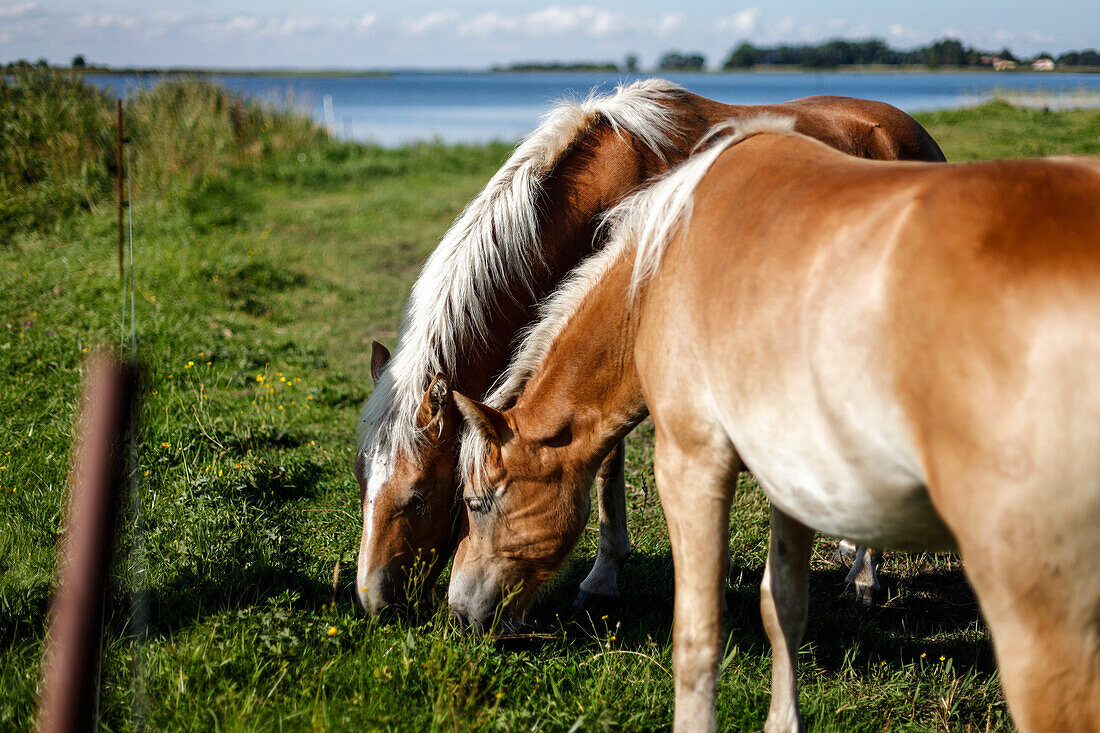 Two brown horses grazing, Bodden, Baltic Sea, Waase, Ummanz Peninsula, Island of Ruegen, Mecklenburg West-Pomerania, Germany